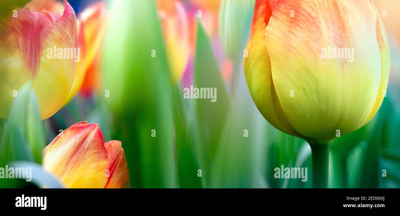 Multicoloured vivid tulips in selective focus for your modern abstract background in hippie style. Stock Photo