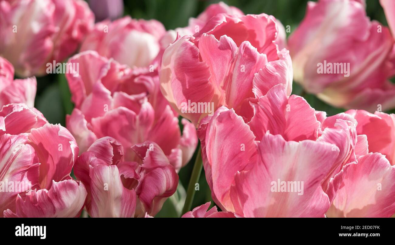 Petals of pink tulip flowers in the garden in selective focus. Spring flowers in pastel colors, close-up. Stock Photo