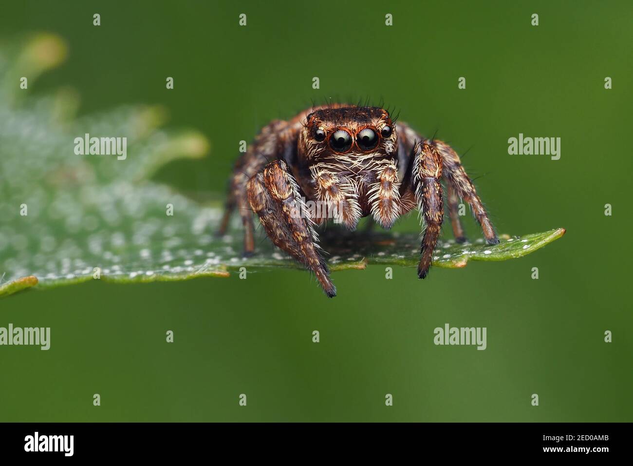 Evarcha falcata Jumping Spider perched on birch leaf. Tipperary, Ireland Stock Photo