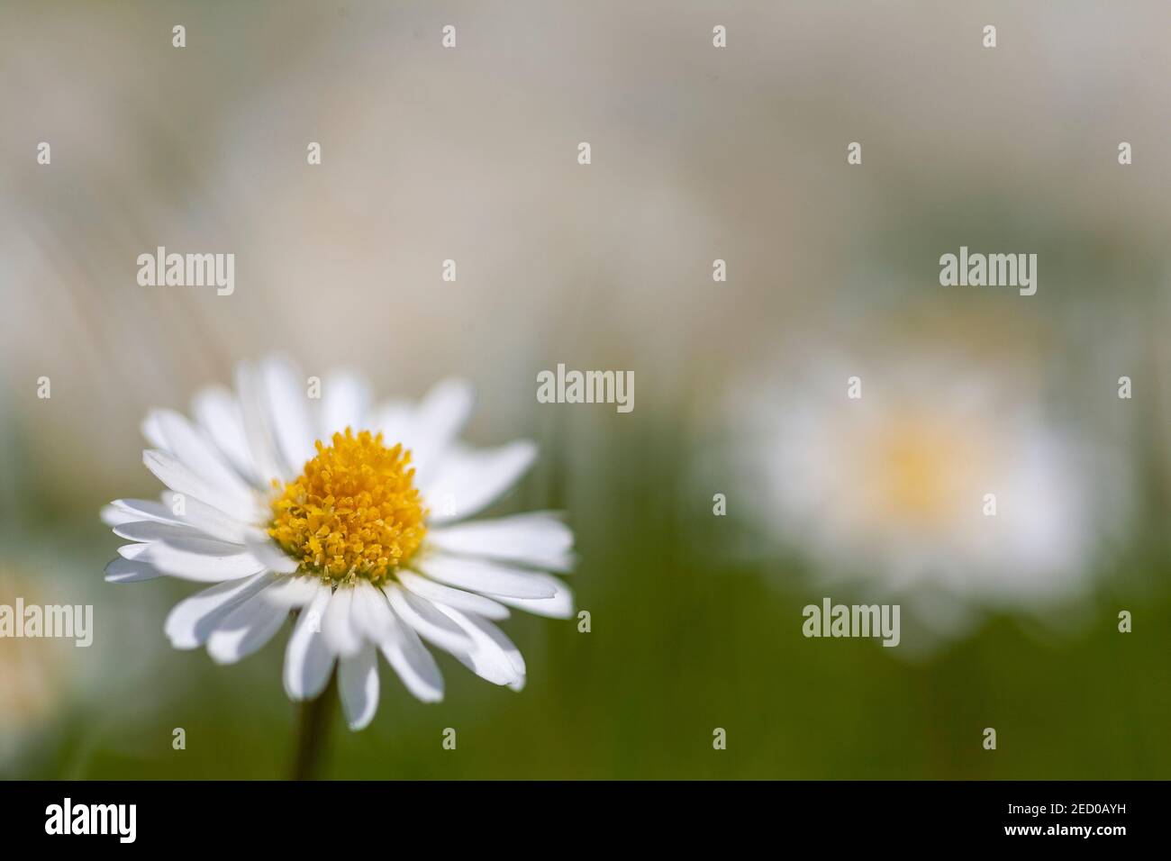Common Daisies Bellis perennis Stock Photo