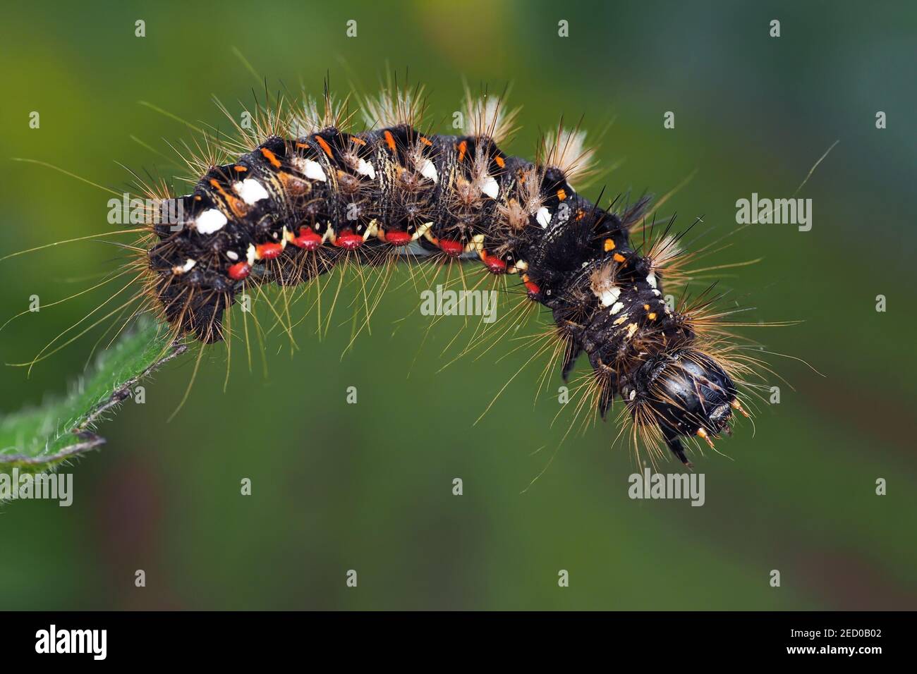 Knot Grass moth caterpillar (Acronicta rumicis) hanging off edge of nettle. Tipperary, Ireland Stock Photo