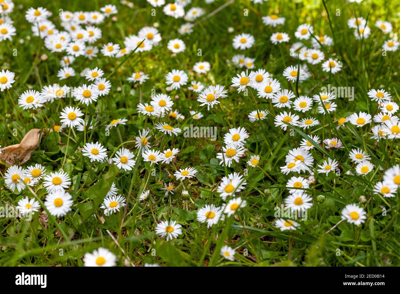 Common Daisies Bellis perennis Stock Photo