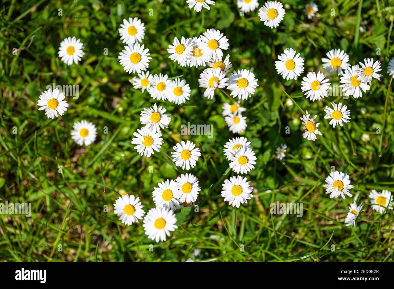 Common Daisies Bellis perennis Stock Photo