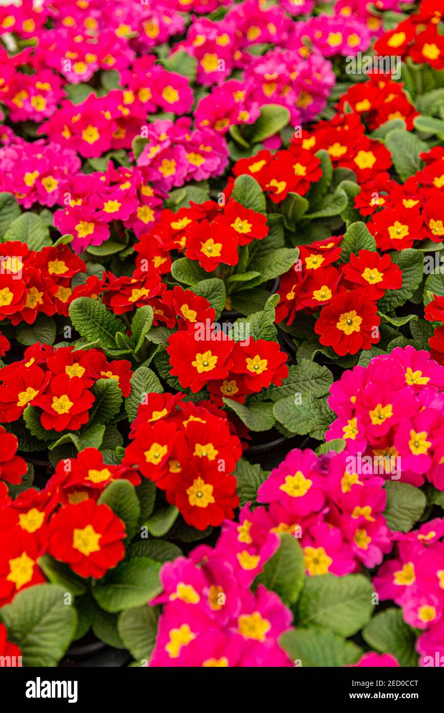 Primrose pot flowers background. Colorful small blooms of Primula Auricula. Stock Photo