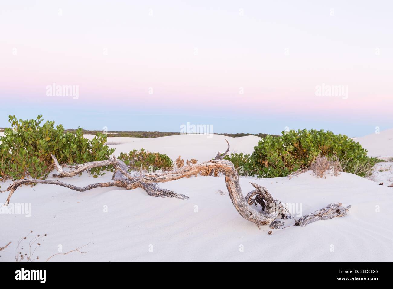 Dead tree branches and vegetation on white sand dunes at sunrise, Jurien Bay Stock Photo