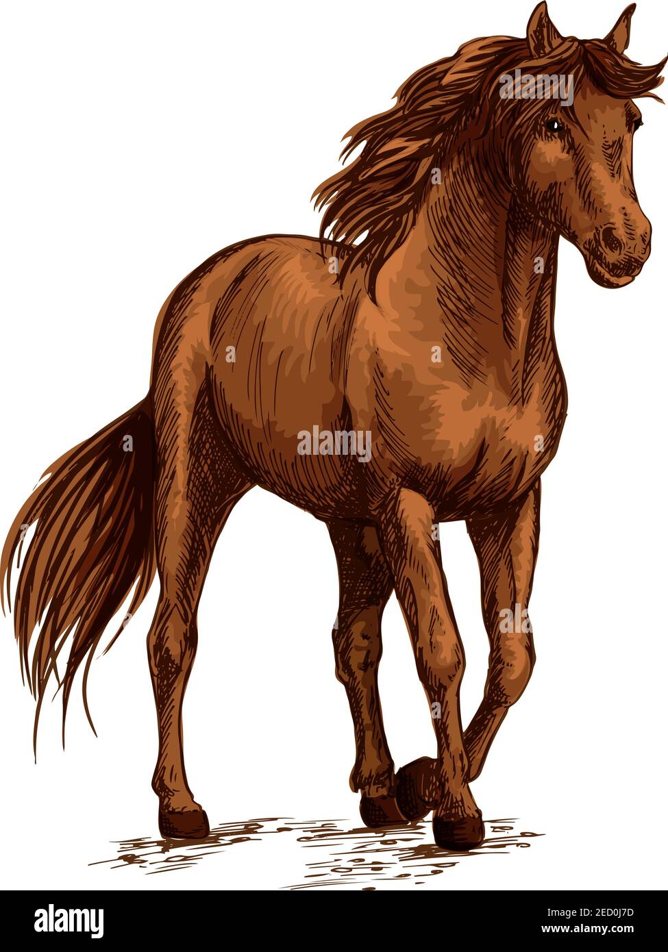 Brown horse pacing calm in wild. Beautiful bay mare with glossy shining horse hair and waving mane. Modest stallion bending front hoof. Vector color s Stock Vector