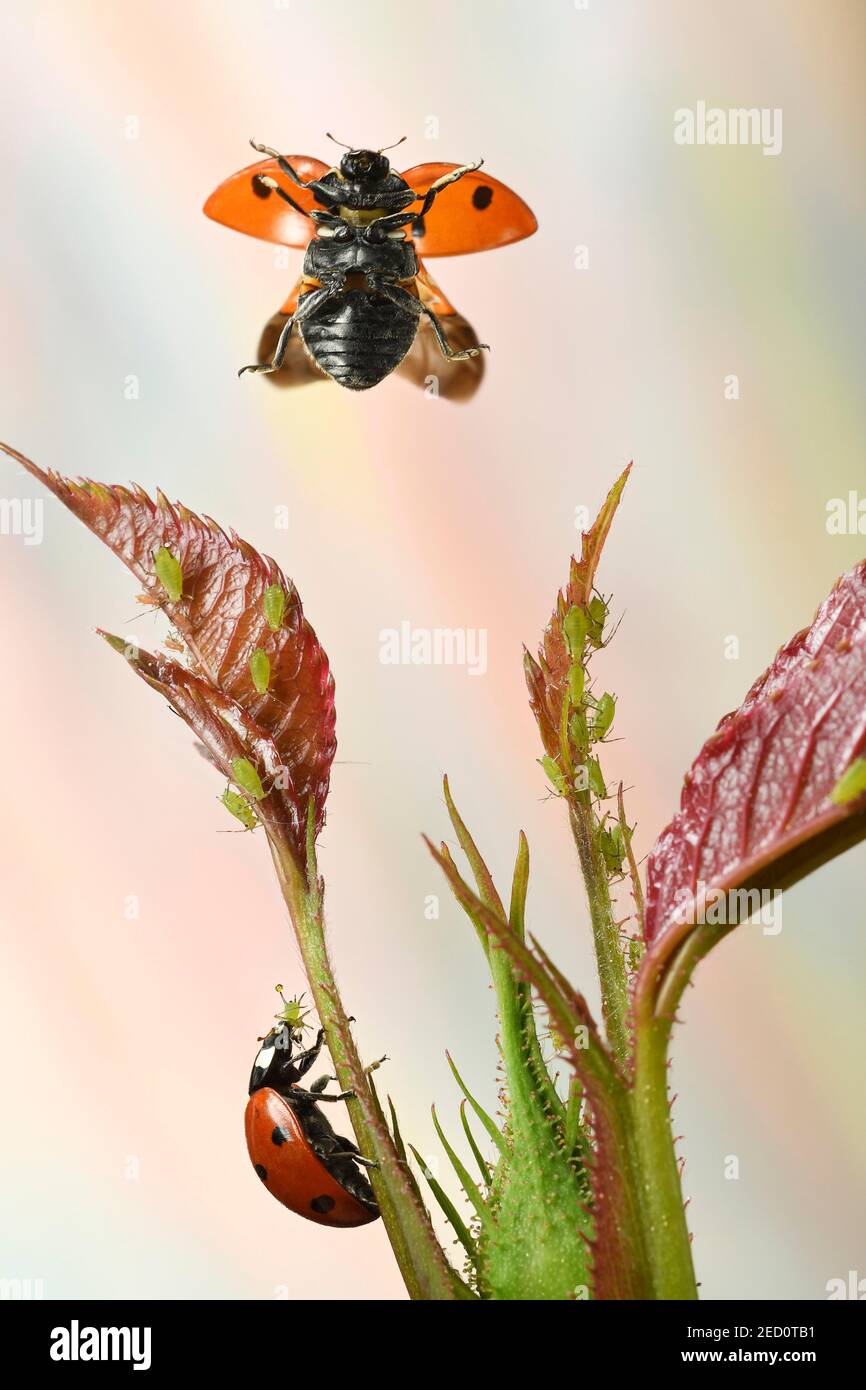 Seven-spott ladybird (Coccinella septempunctata) flies to a rose leaf with aphids on it Stock Photo