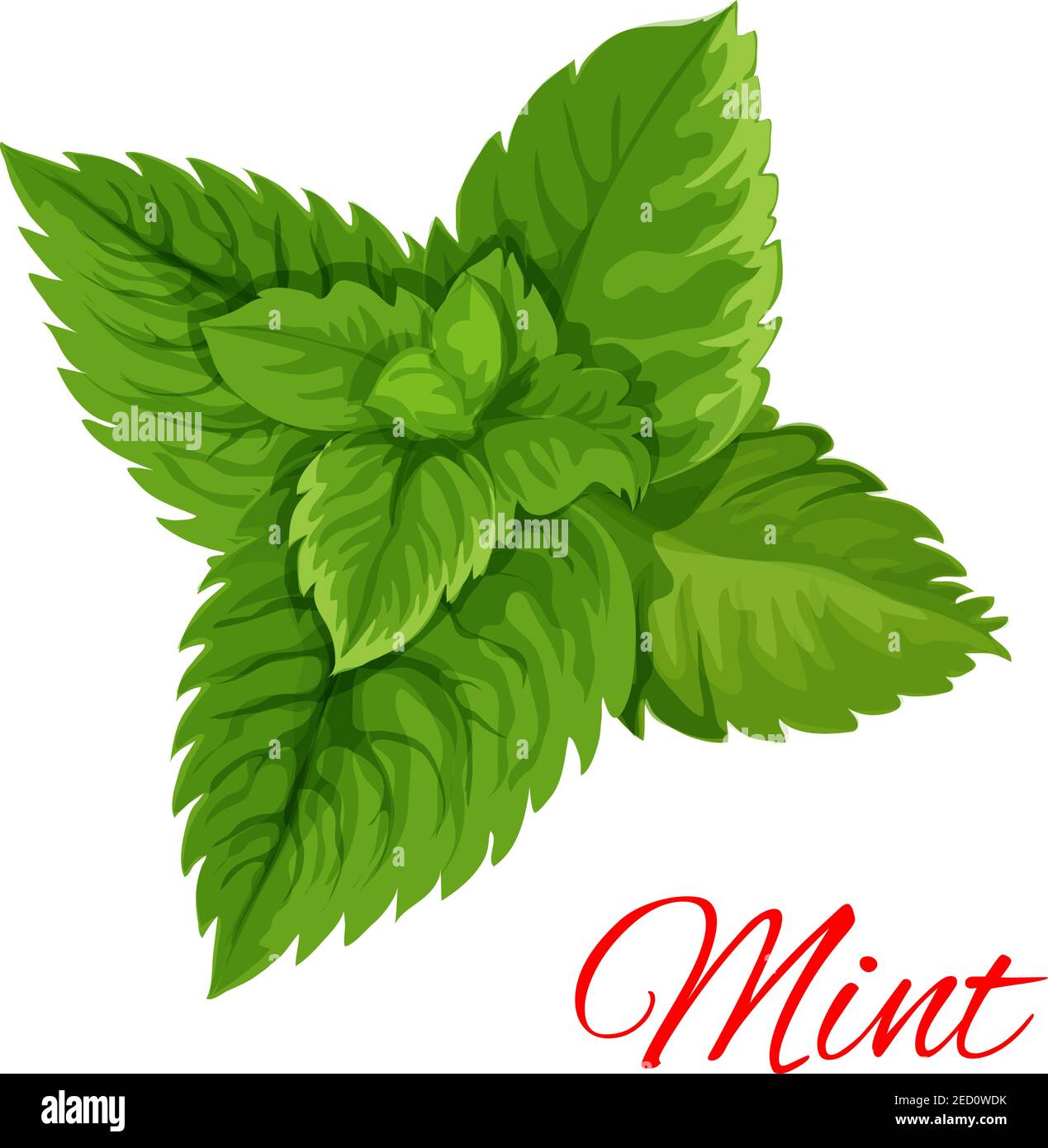 Mojito cocktail macro Stock Vector Images Alamy