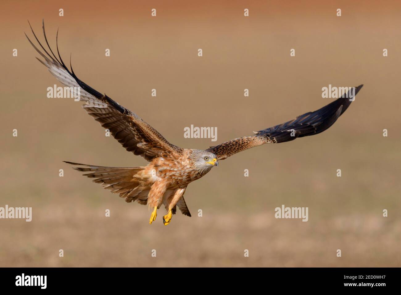 Red kite (Milvus milvus), flying over a field, Extremadura, Spain Stock Photo