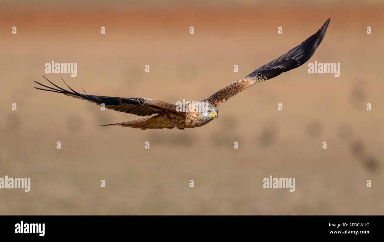 Red kite (Milvus milvus), flying over a field, Extremadura, Spain Stock Photo