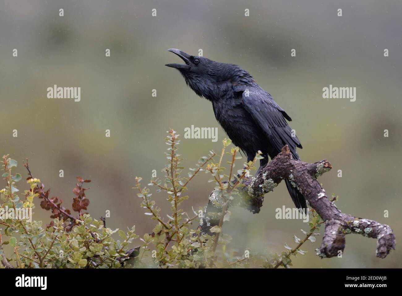 Common raven (Corvus corax), calling in rain, Extremadura, Spain Stock Photo
