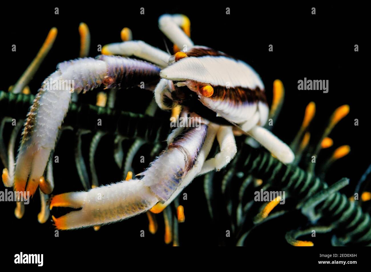 Feather star jumping shrimp hires stock photography and images Alamy
