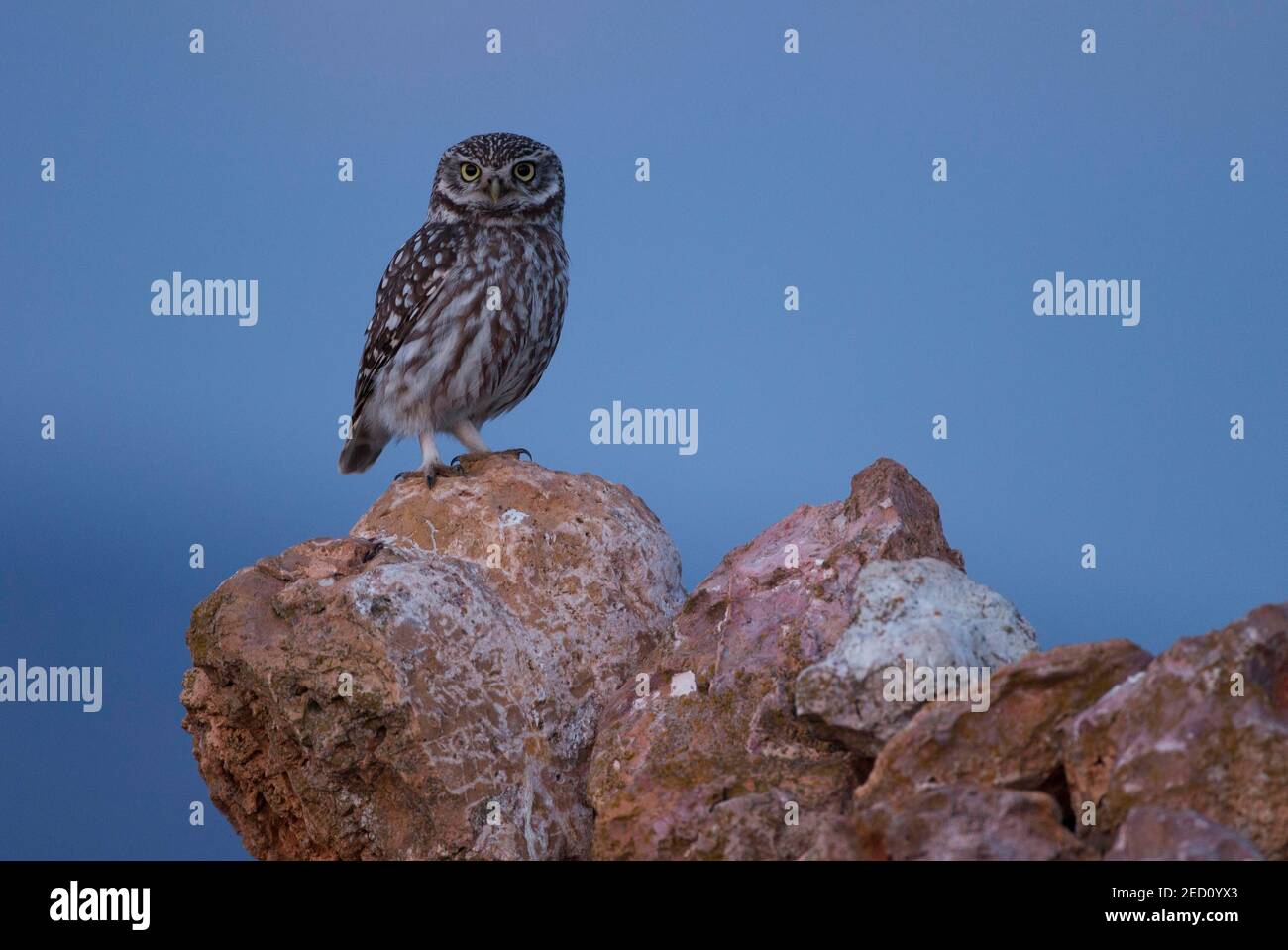 Little owl (Athene noctua) mating on cairn, Extremadura, Spain Stock Photo