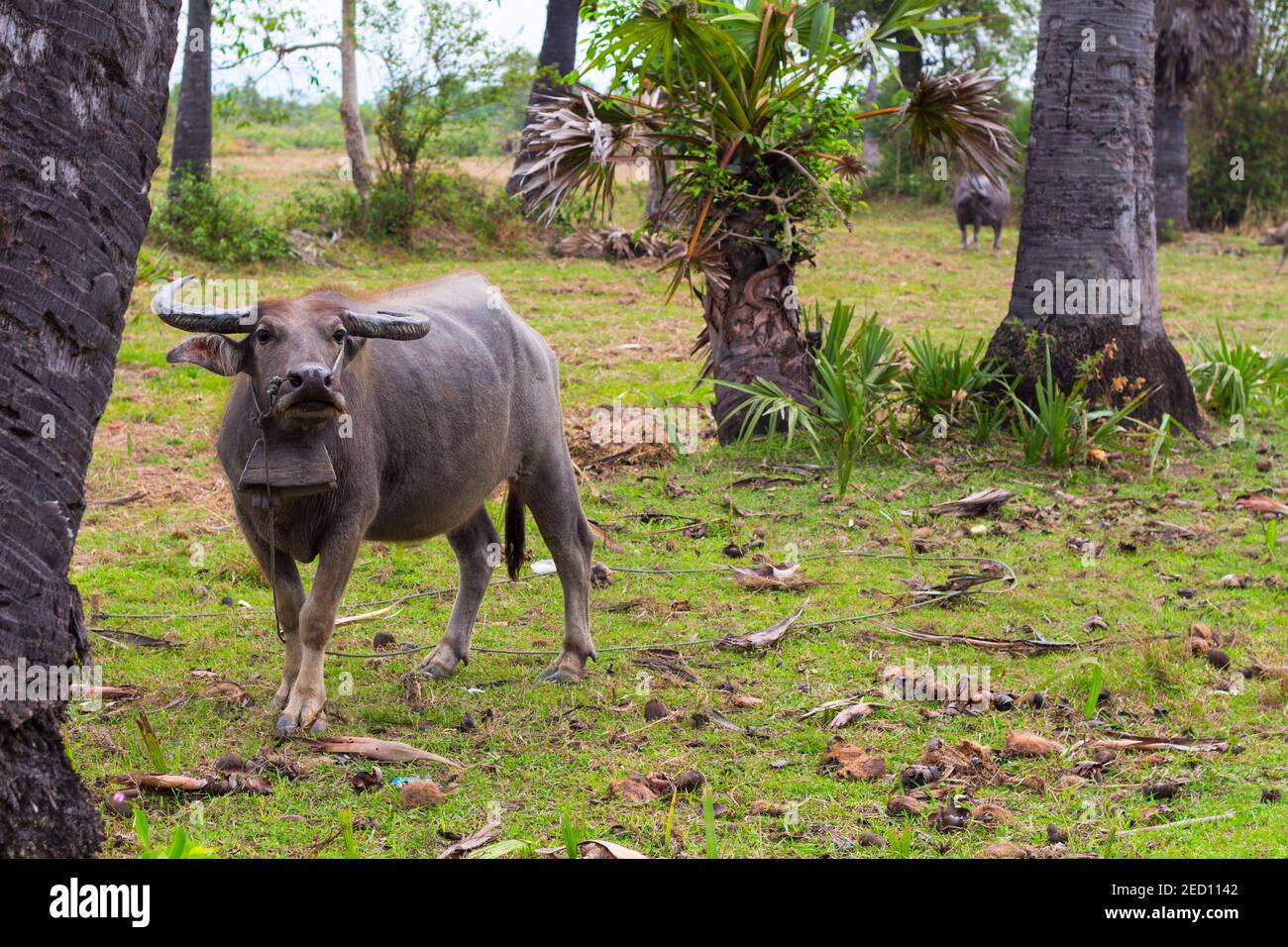 Black buffalo or carabao on green grass pasture, Asian countryside