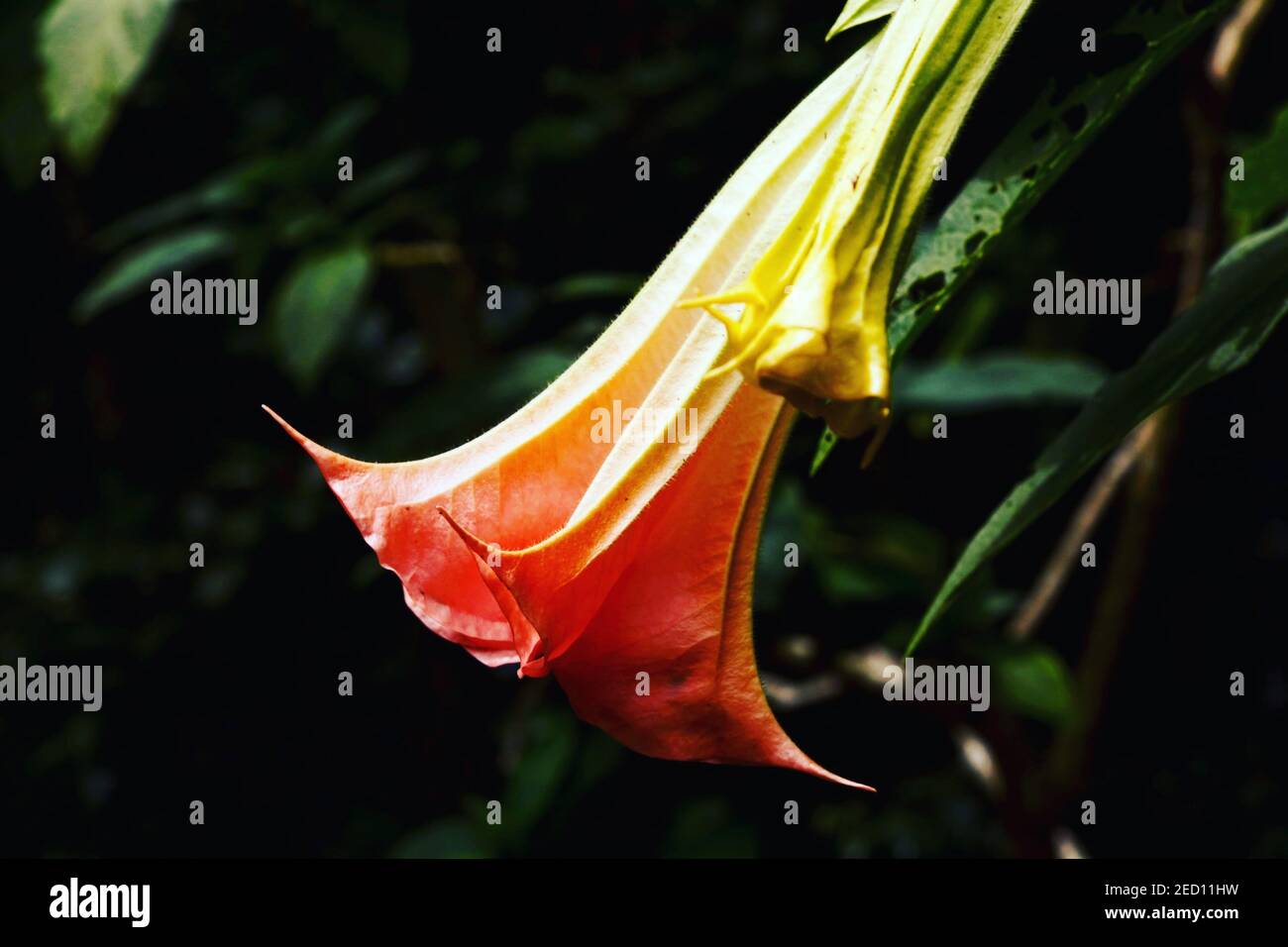 A closeup of a beautiful angel's trumpet surrounded by green nature Stock Photo