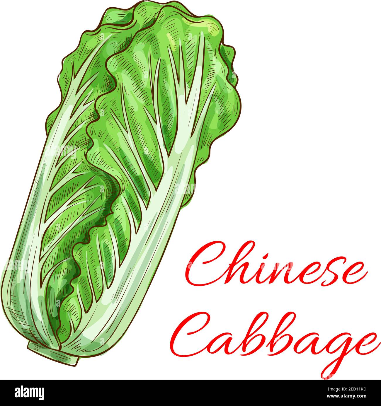 Napa lettuce Stock Vector Images Alamy