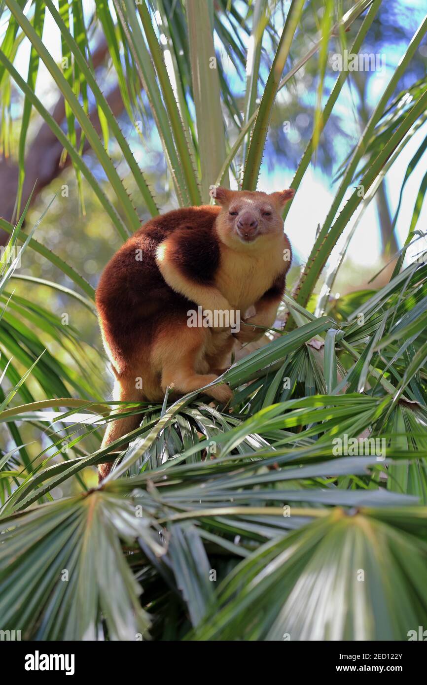 Goodfellow tree kangaroo hi-res stock photography and images - Alamy