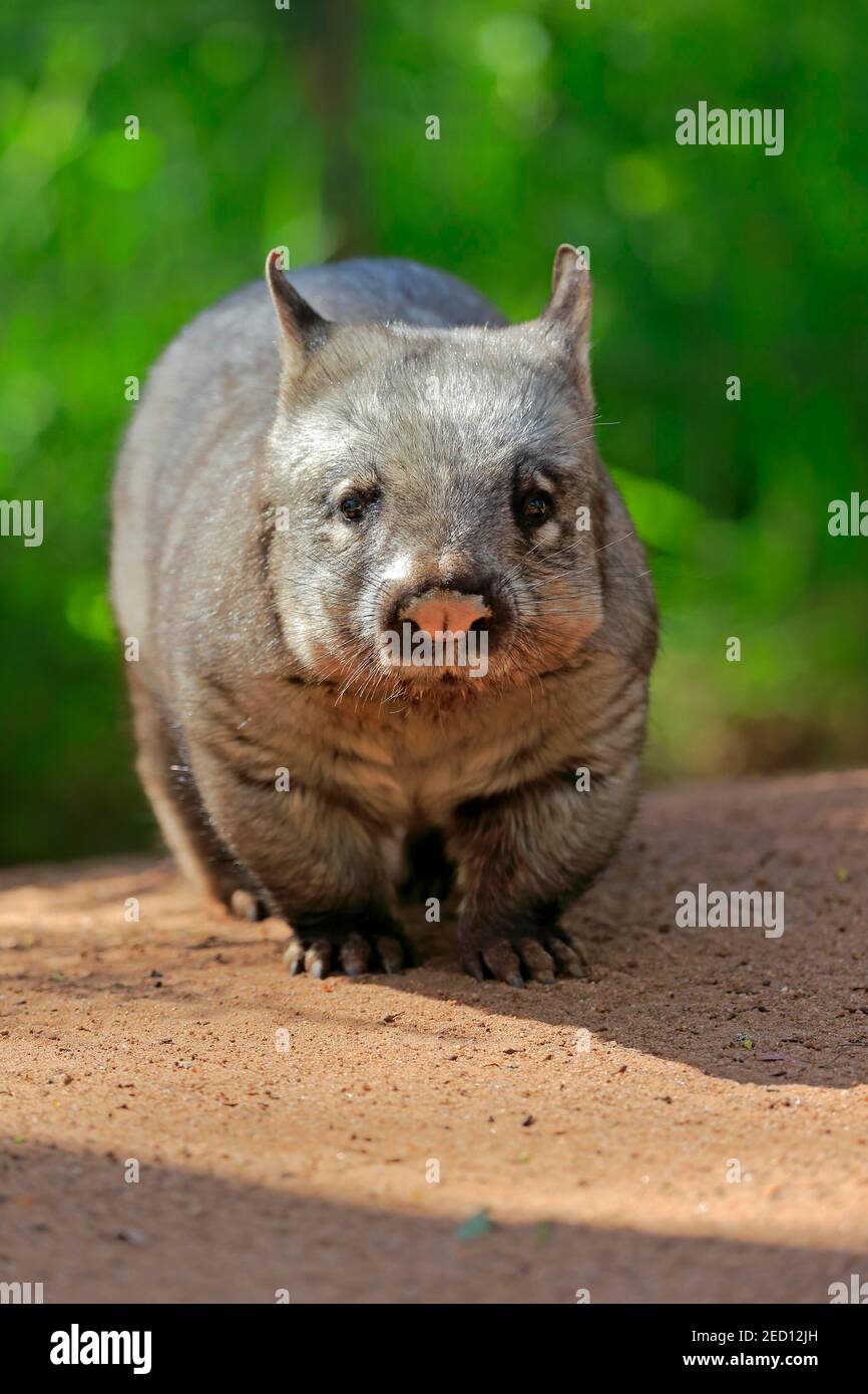 Southern hairy-nosed wombat (Lasiorhinus latifrons), adult, Mount Lofty, South Australia, Australia Stock Photo