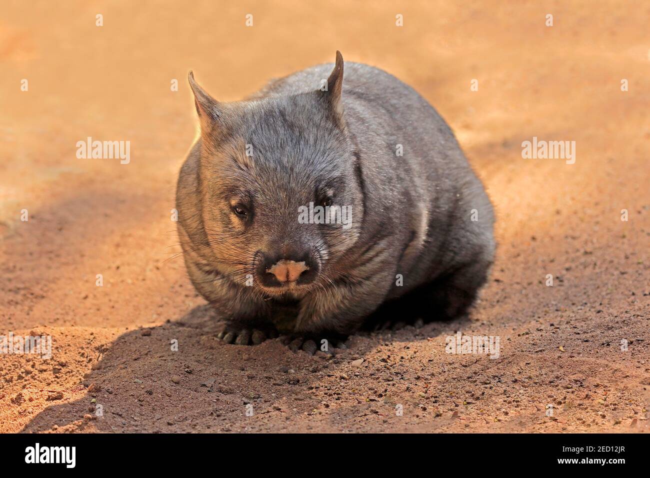 Southern hairy-nosed wombat (Lasiorhinus latifrons), adult, Mount Lofty, South Australia, Australia Stock Photo