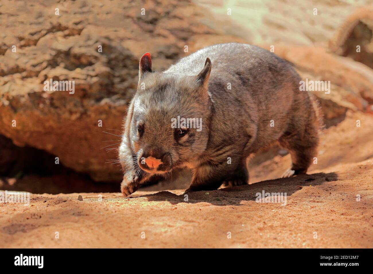 Southern hairy-nosed wombat (Lasiorhinus latifrons), adult, running, Mount Lofty, South Australia, Australia Stock Photo