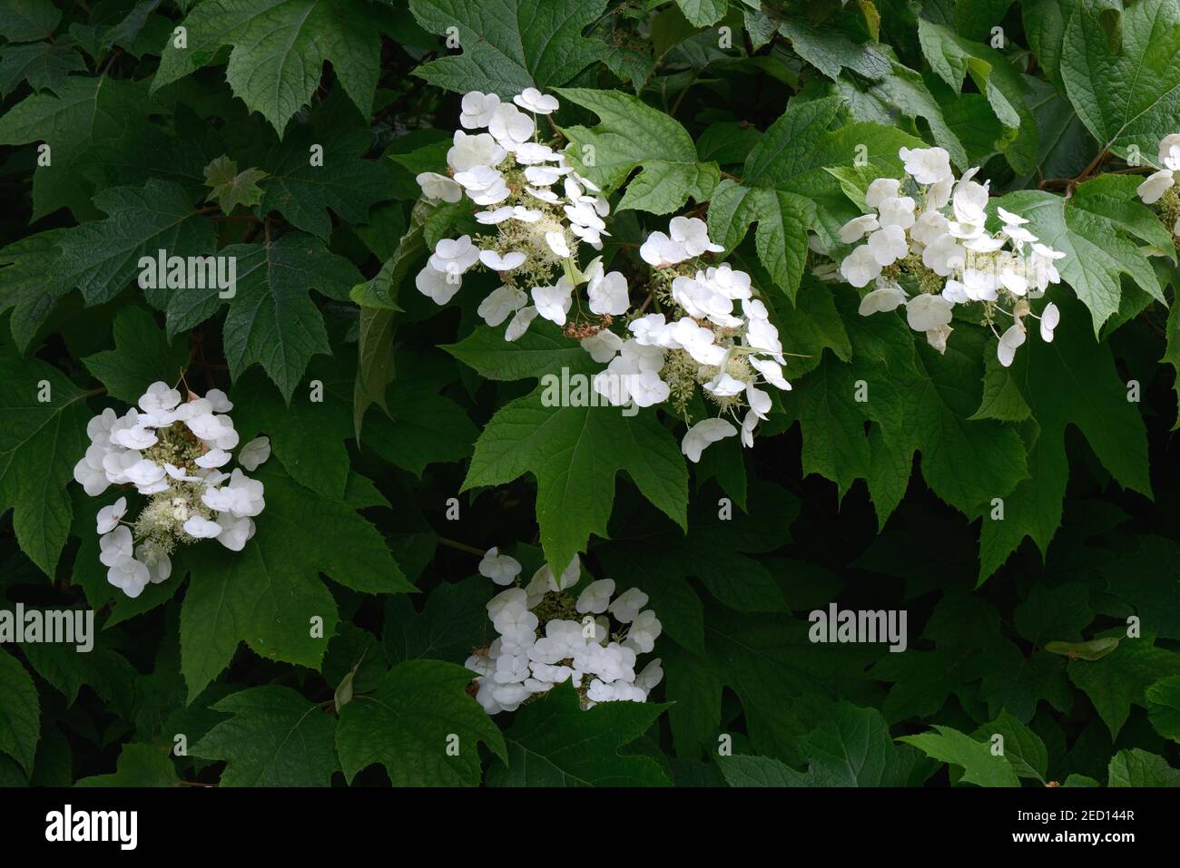 Flowering white hydrangea, Germany Stock Photo - Alamy