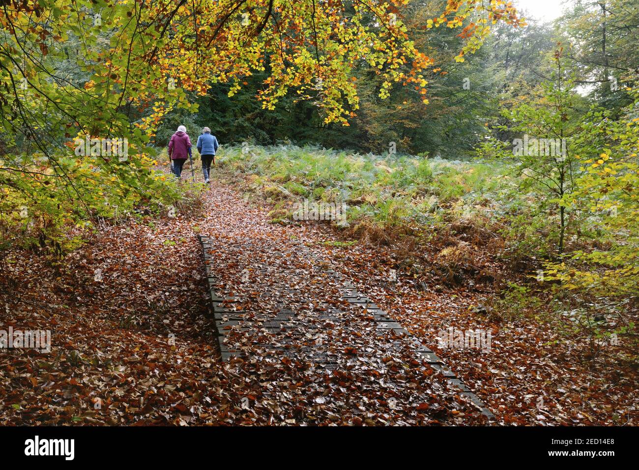 Person walking in forest close hi-res stock photography and images - Alamy