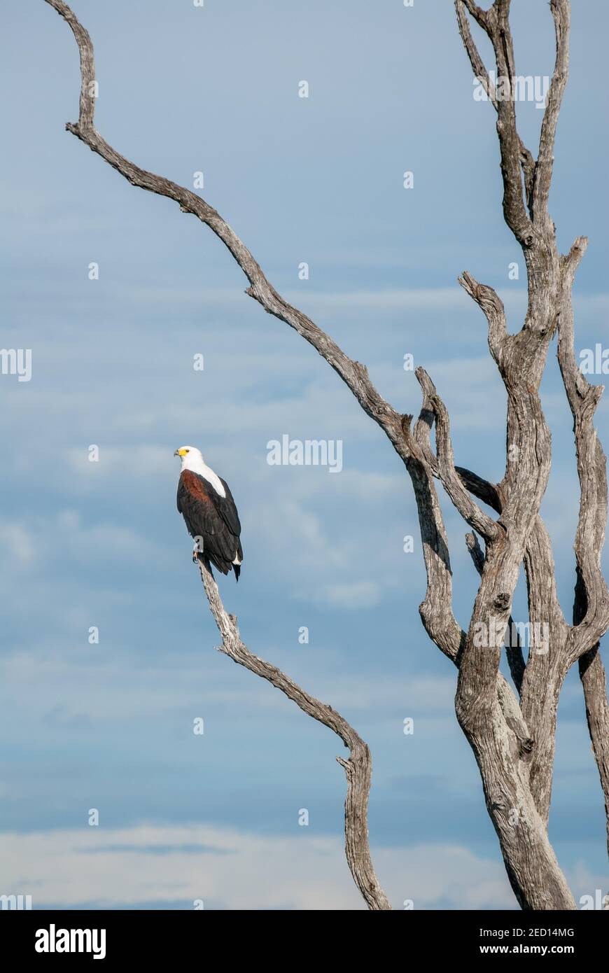 African fish eagle (Haliaeetus vocifer) sitting on a dead tree in the Okavango Delta in Botswana Stock Photo