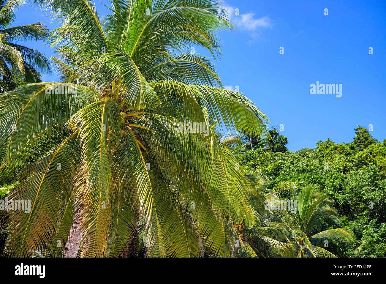 Green coco palm trees on blue sky background. Tropical island view ...