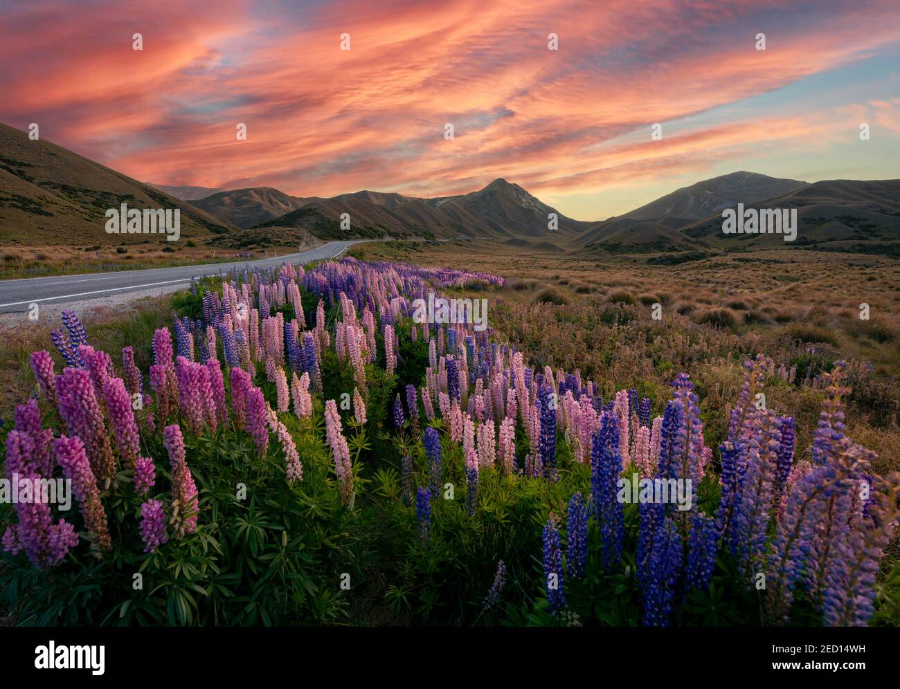 Variegated multifoliate lupines (Lupinus polyphyllus) in mountain landscape, pass road at Lindis Pass, evening glow, Southern Alps, Otago, South Stock Photo