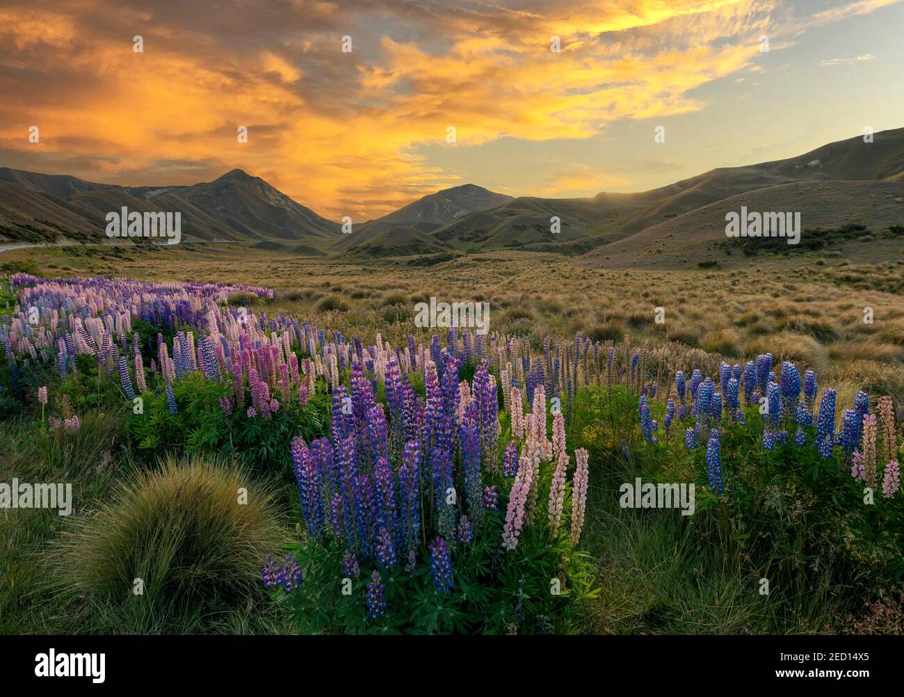 Variegated multifoliate lupines (Lupinus polyphyllus) in mountain landscape, Lindis Pass, sunset, Southern Alps, Otago, South Island, New Zealand Stock Photo