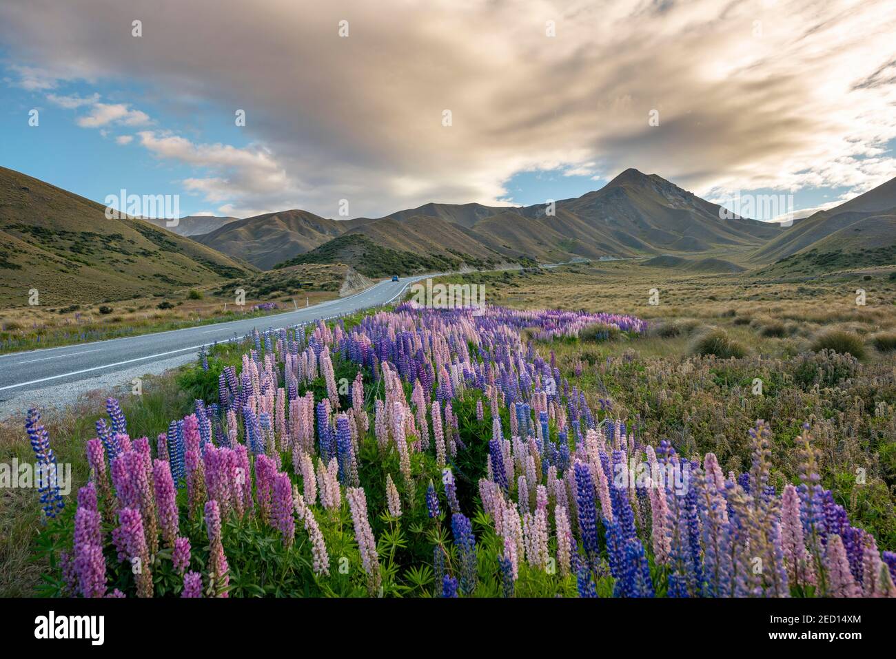 Variegated lupines (Lupinus polyphyllus) in mountain landscape, pass road at Lindis Pass, Southern Alps, Otago, South Island, New Zealand Stock Photo