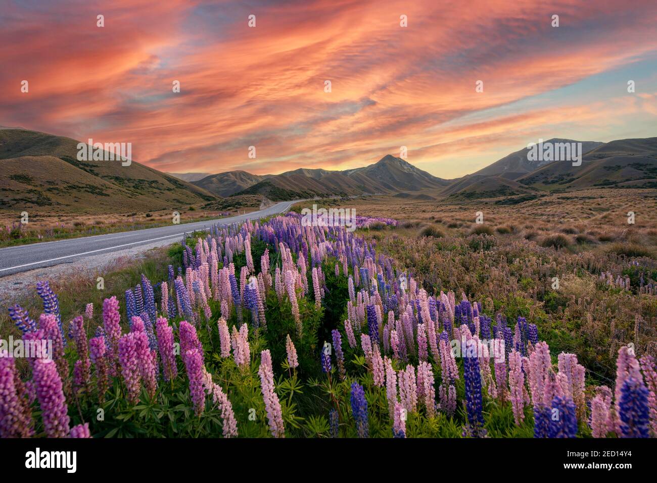 Variegated lupines (Lupinus polyphyllus) in mountain landscape, pass road at Lindis Pass, evening glow, Southern Alps, Otago, South Island, New Stock Photo