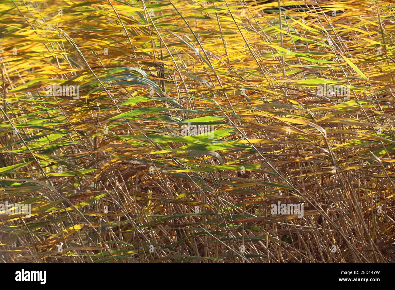 Autumn branches with reed. Juncus is a genus of monocotyledonous ...