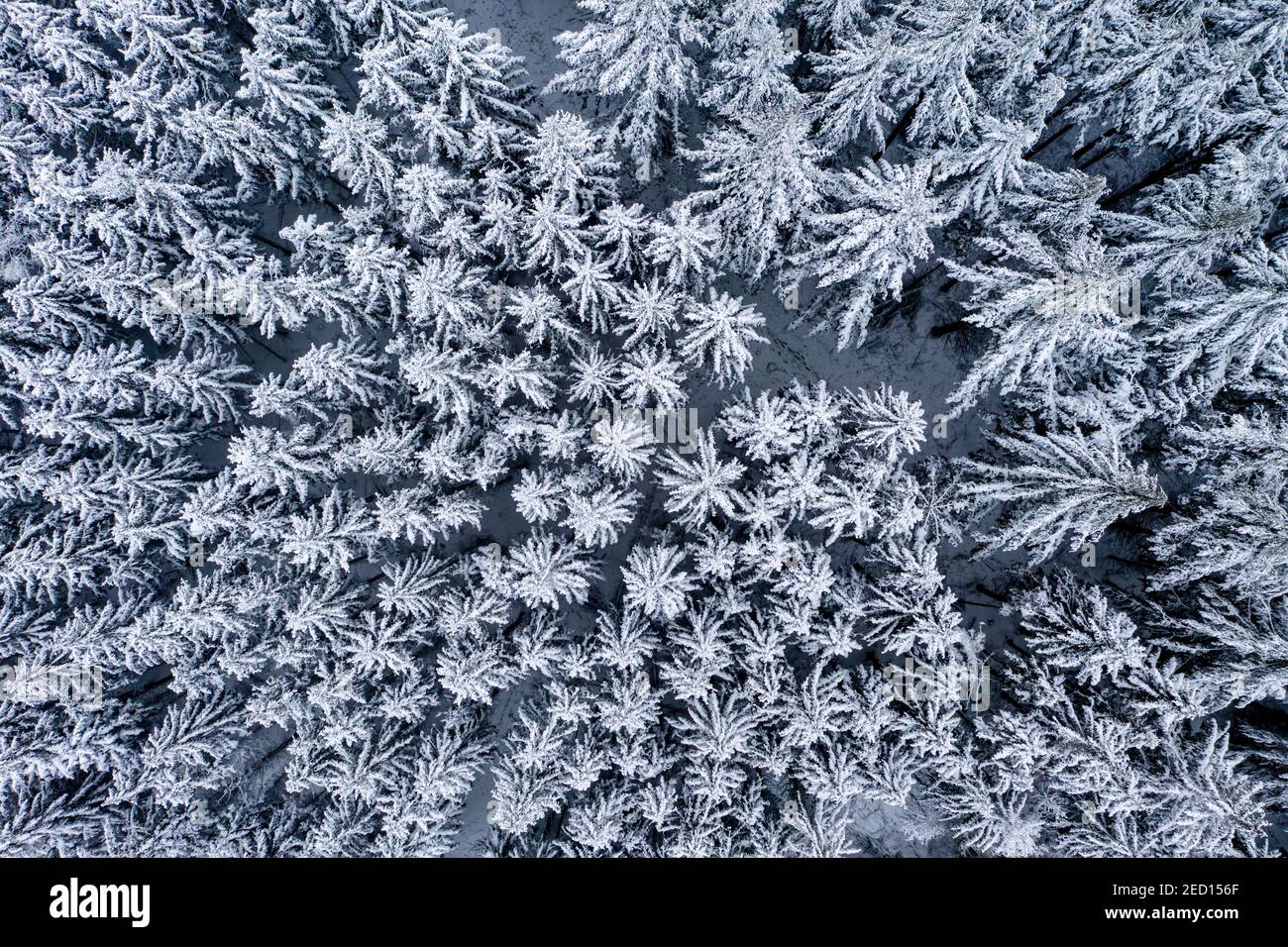 Aerial view, with snow-covered conifers, firs and spruces, in the Taunus, Oberreifenberg, Taunus, Schmitten, Hesse, Germany Stock Photo