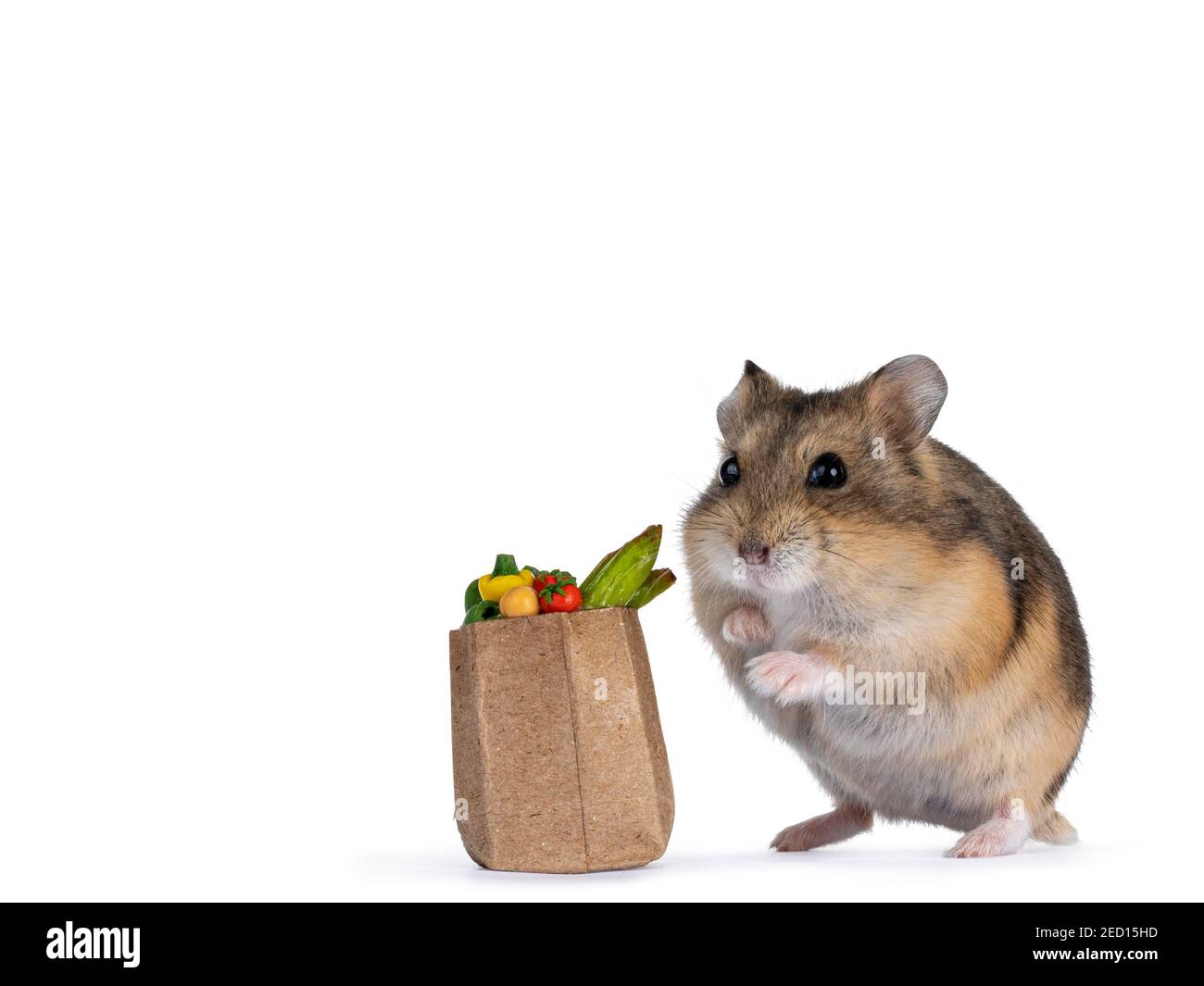 dwarf hamster veggies