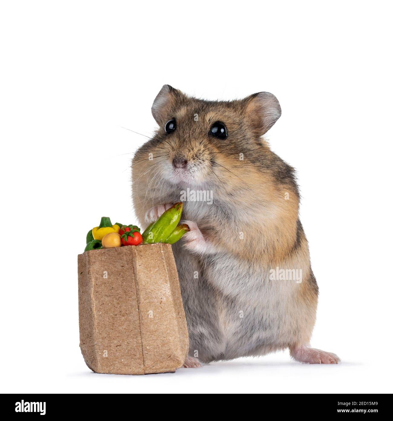 vegetables for dwarf hamsters