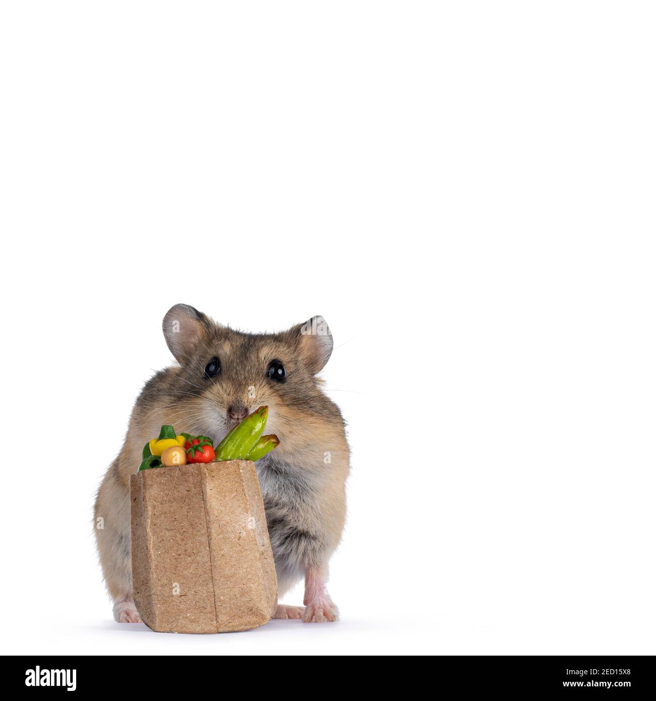 vegetables for dwarf hamsters
