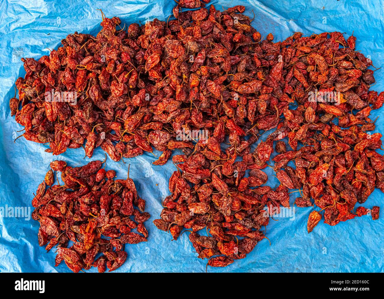 King Chili (U-Morok), hottest chilli in the world, Ima Keithel womenÂ´s market, Imphal, Manipur, India Stock Photo