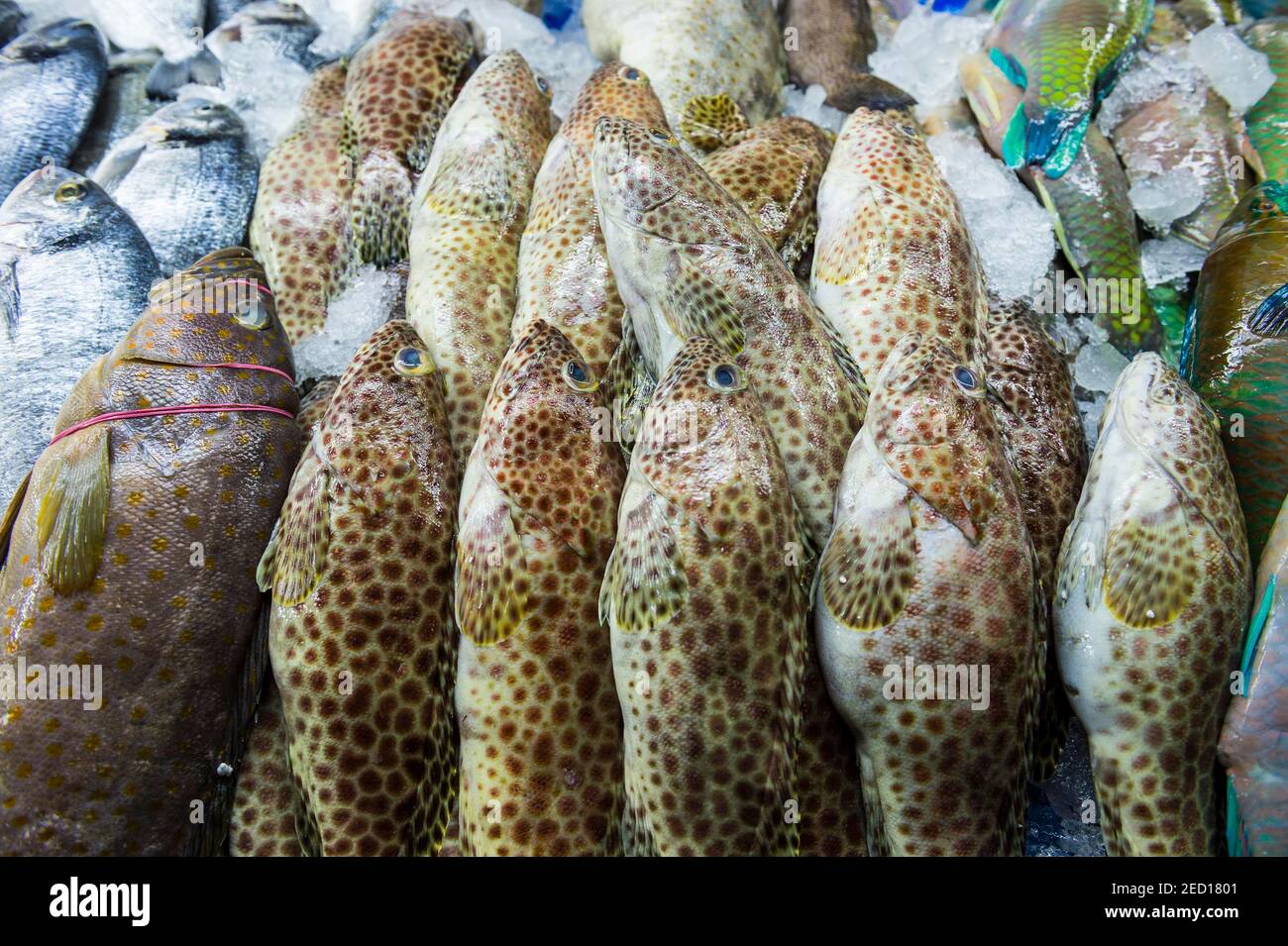 Fresh fish at the fish market of Jeddah, Saudi Arabia Stock Photo Alamy