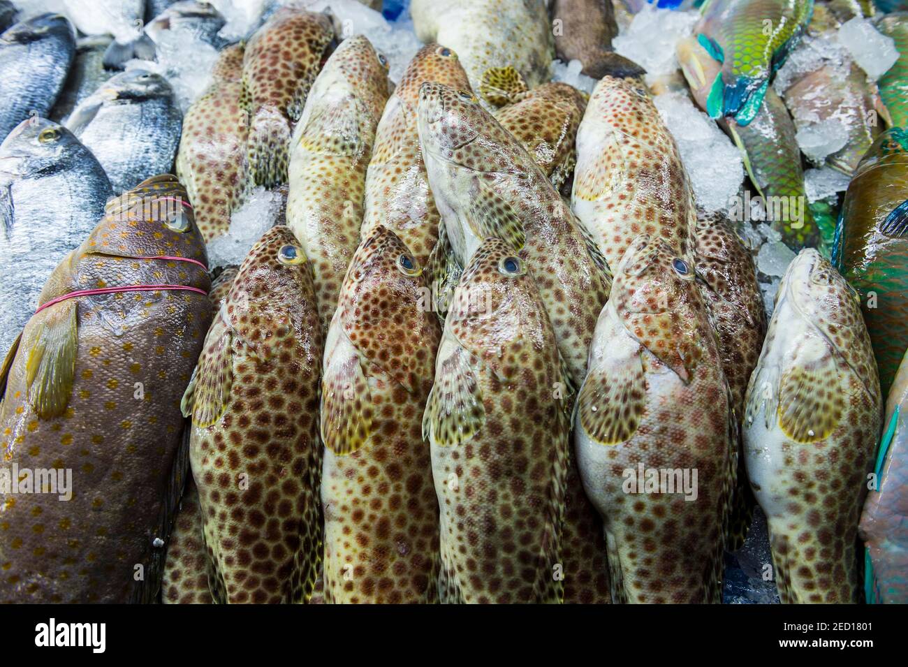 Fresh fish at the fish market of Jeddah, Saudi Arabia Stock Photo
