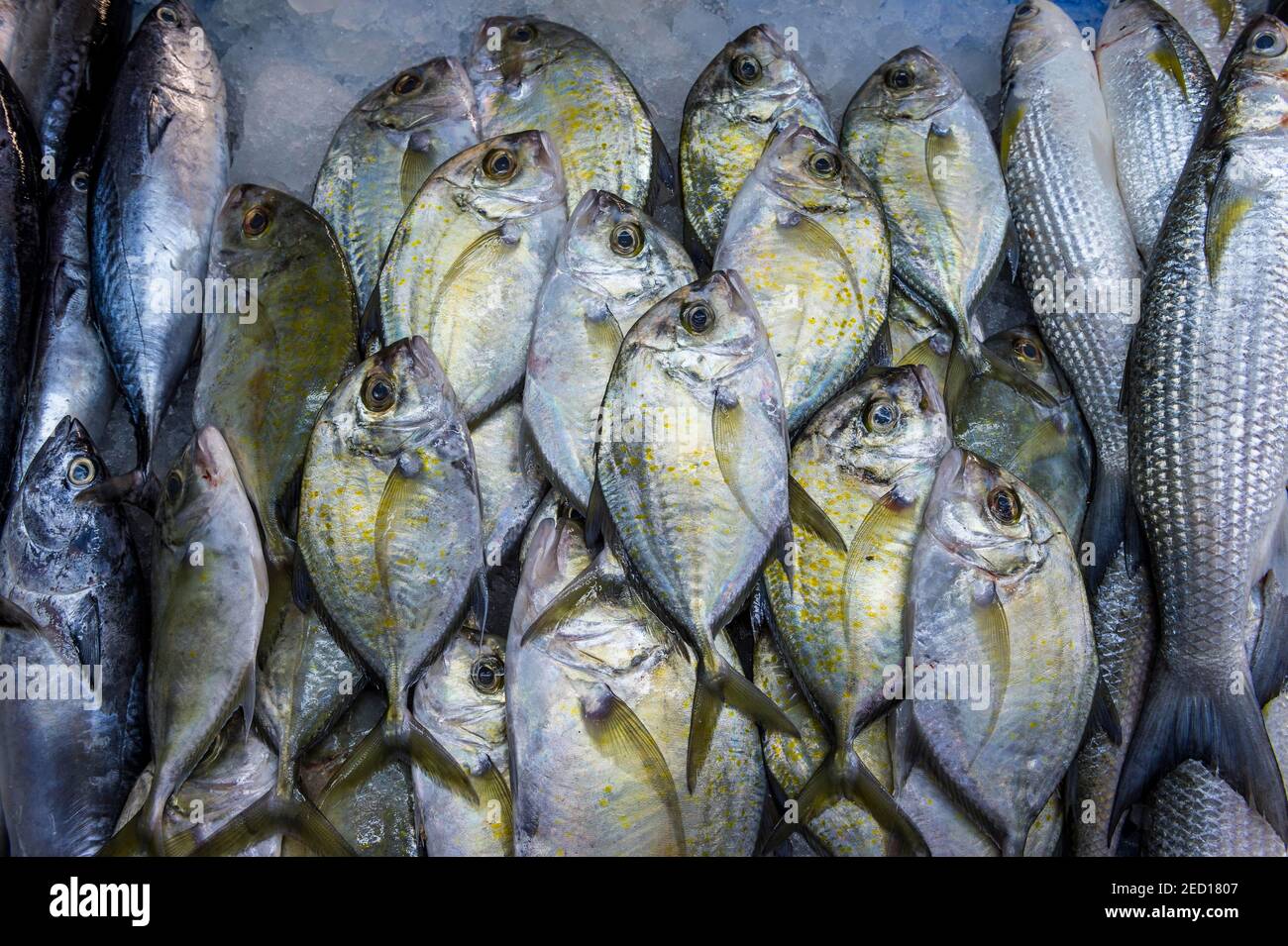 Fresh fish at the fish market of Jeddah, Saudi Arabia Stock Photo Alamy