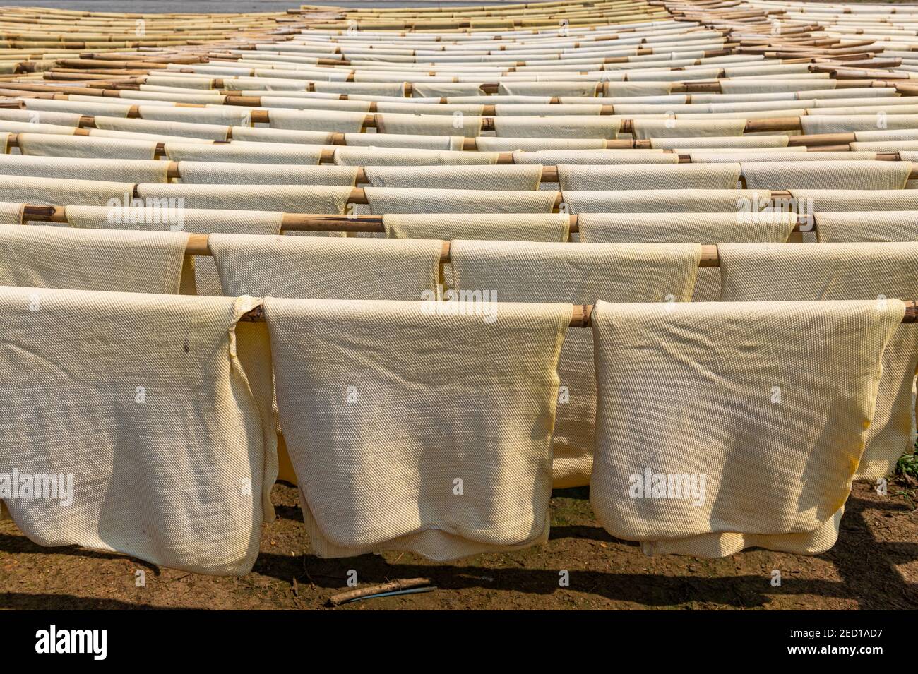 Fresh made rubber sheets at a Rubber plantation near Myeik or Mergui ...