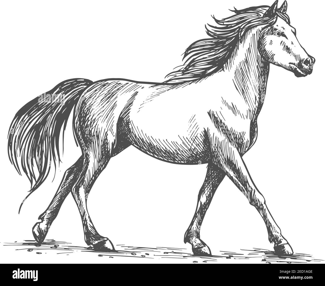 Proud white horse walks gracefully with its front hoof forward. Wild mustang gallops in free nature. Vector pencil sketch full body portrait Stock Vector