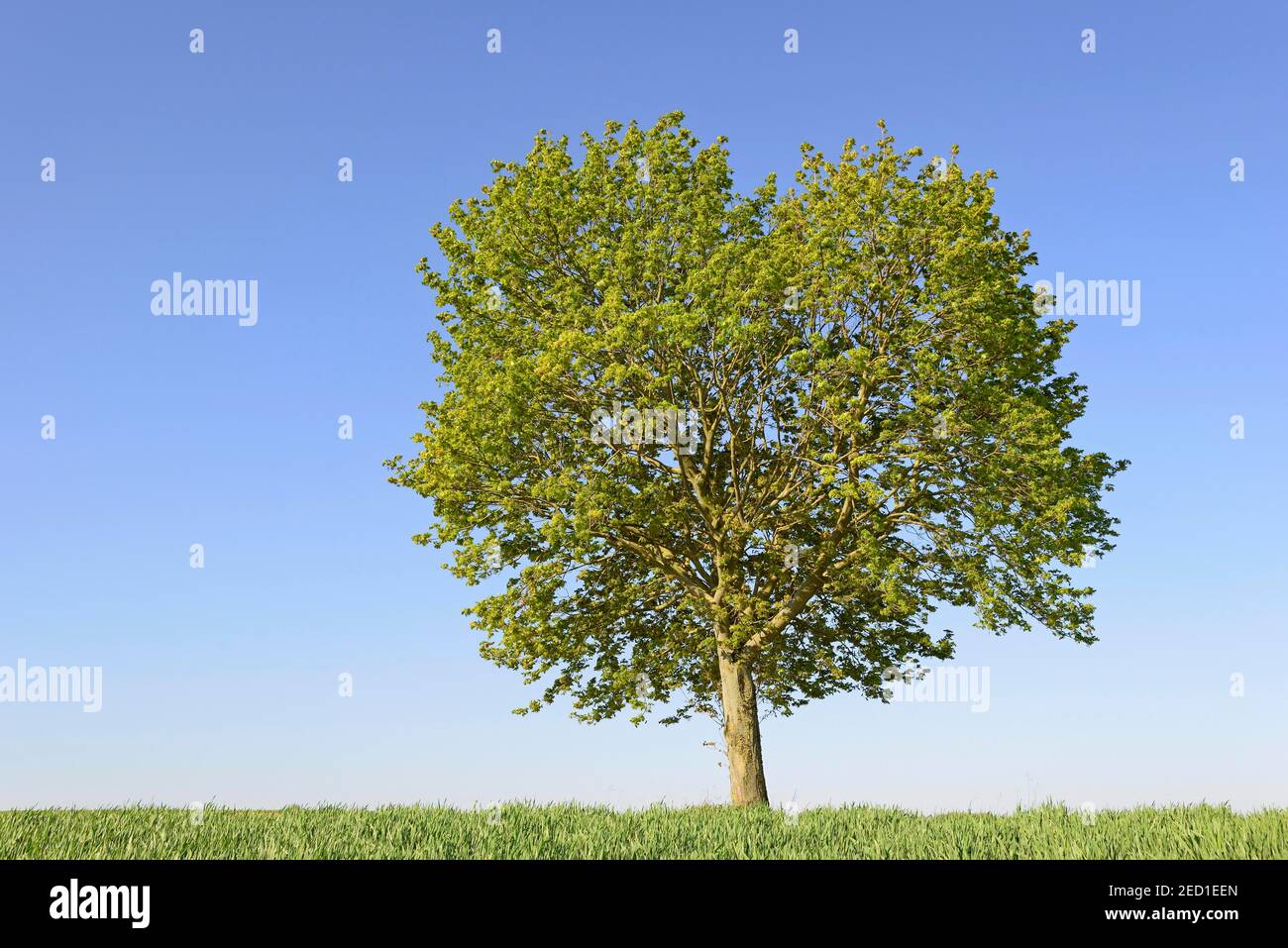 Maple (Acer), solitary tree with fresh green leaves, blue sky, North ...