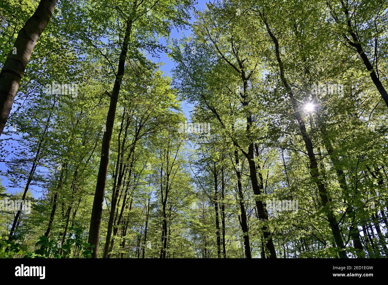 Deciduous forest, copper beech (Fagus sylvatica), view into the treetops in sunshine, North Rhine-Westphalia, Germany Stock Photo