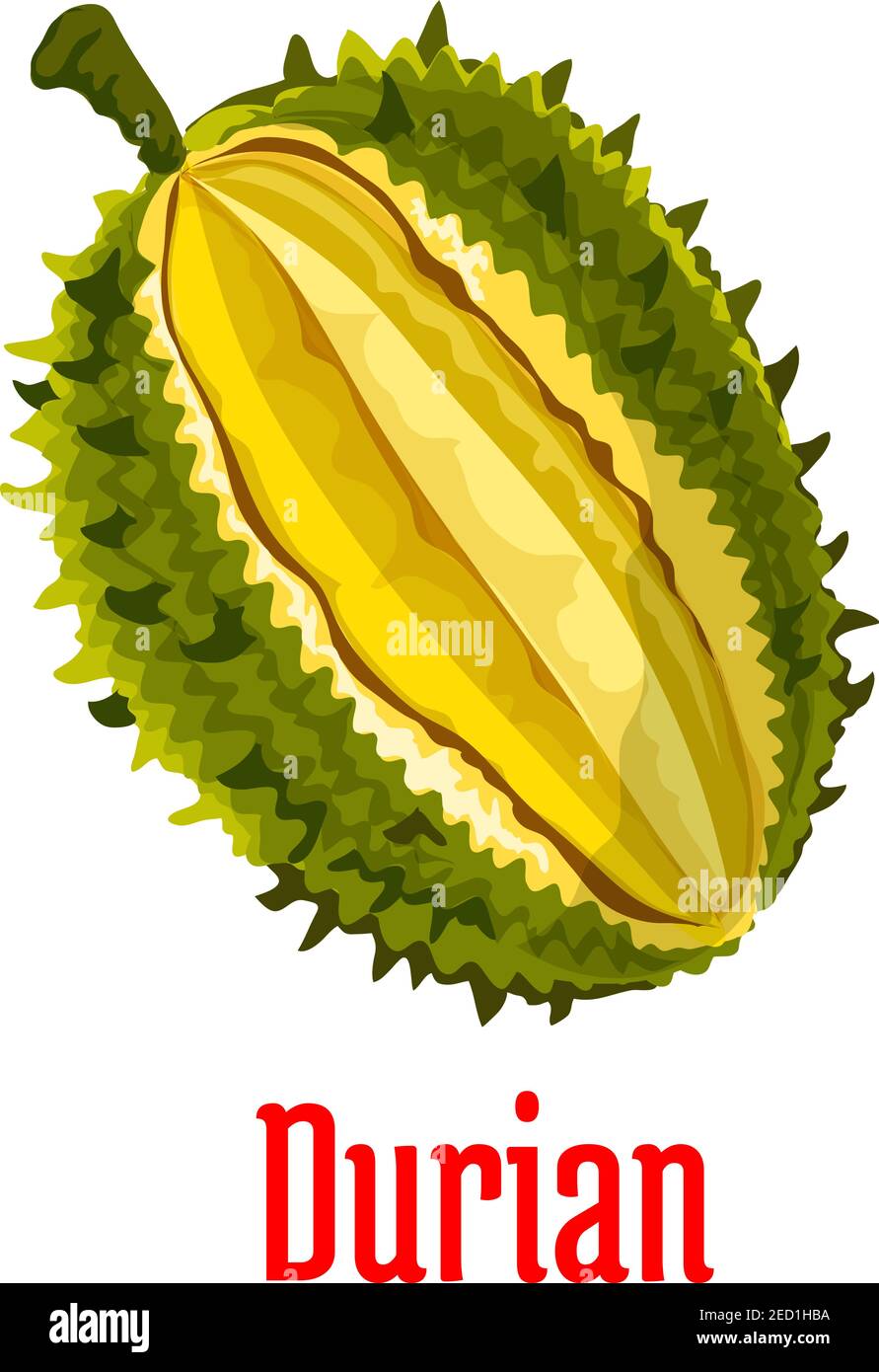 Durian. Vector isolated exotic tropical durian fruit icon. Durio slice cut along with fresh juicy unusual tasty pulp Stock Vector