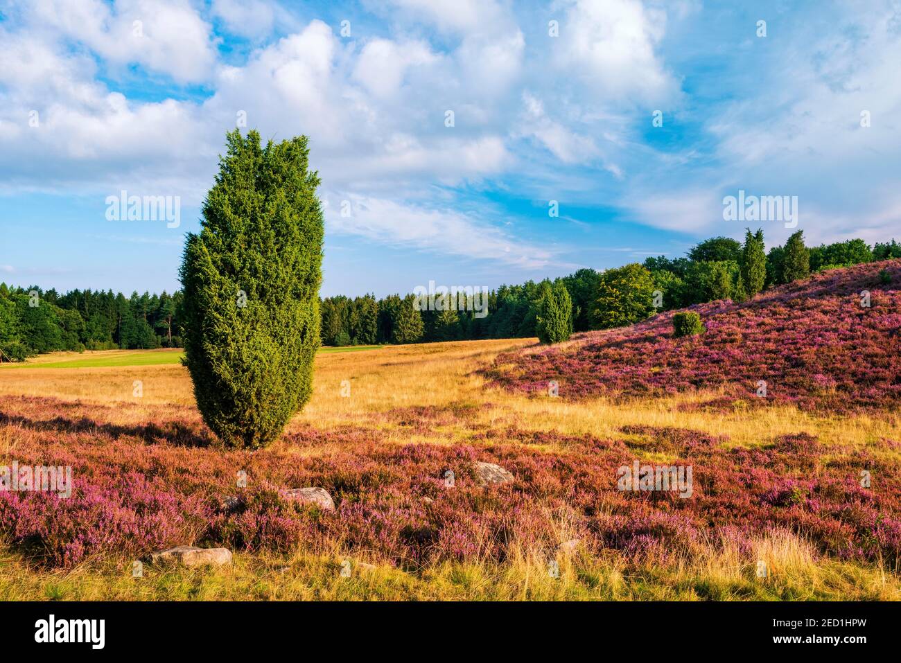 Typical heath landscape at Wilseder Berg with flowering heather and juniper bush, Lueneburger Heide, Lower Saxony, Germany Stock Photo
