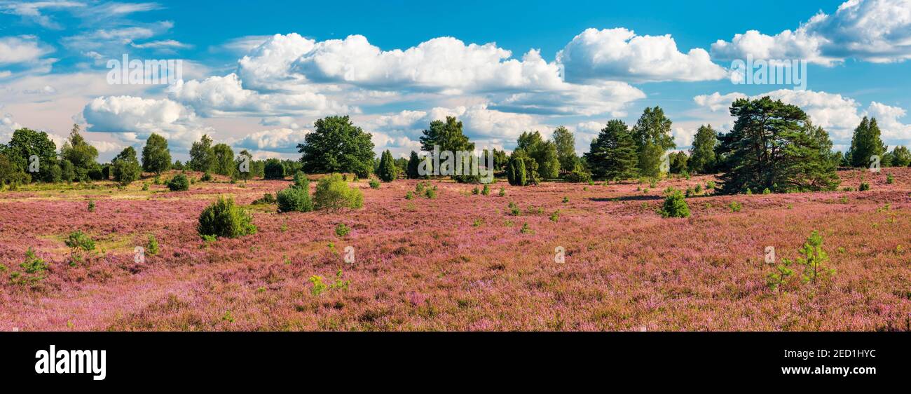 Panorama, typical heath landscape with blooming heather under blue sky with clouds, Lueneburger Heide, Lower Saxony, Germany Stock Photo