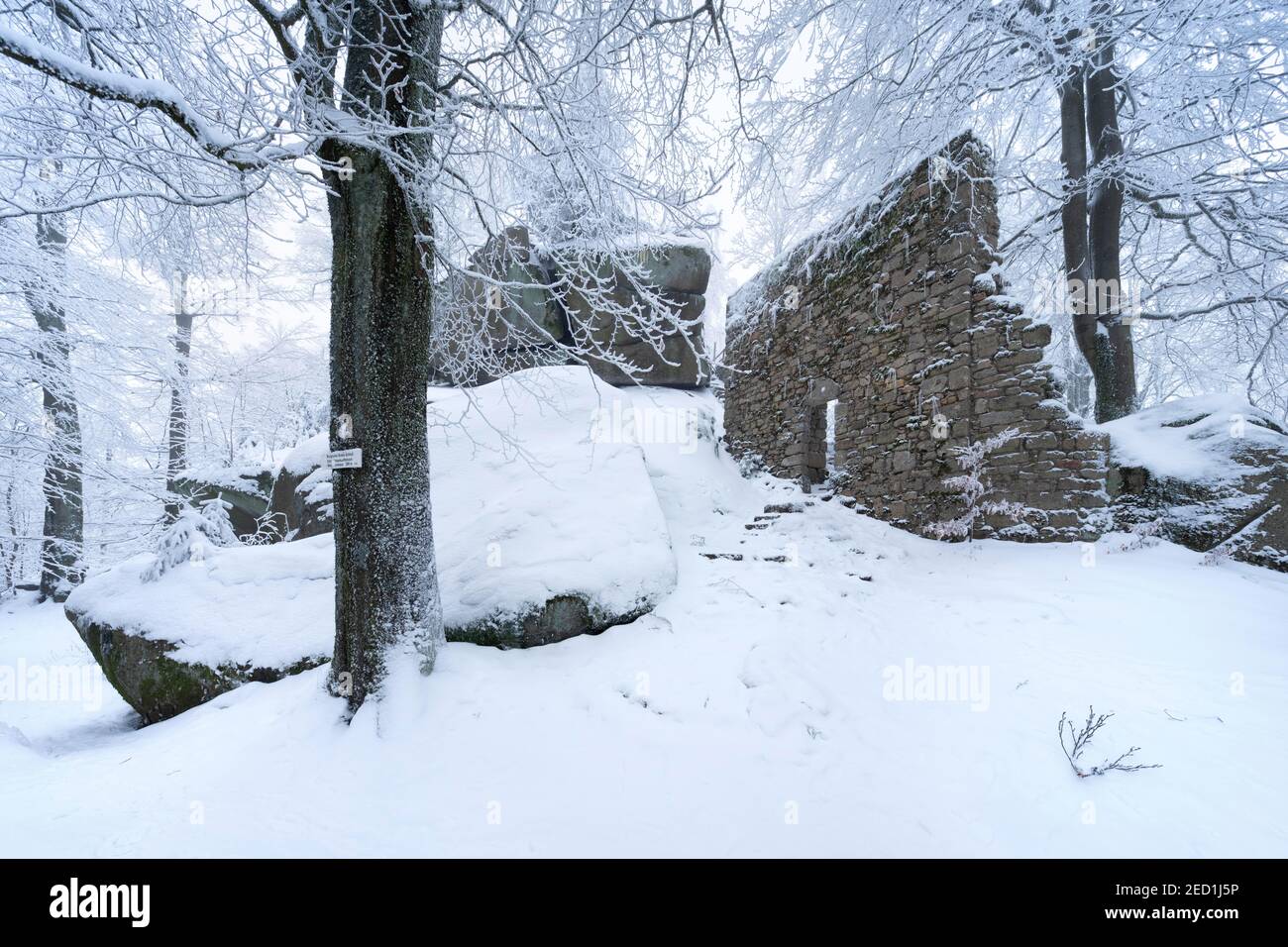 Natural forest, rocks and ruin of the castle chapel in winter with snow and hoarfrost, castle ruin Ostburg, Grosser Waldstein, Fichtelgebirge, Upper Stock Photo