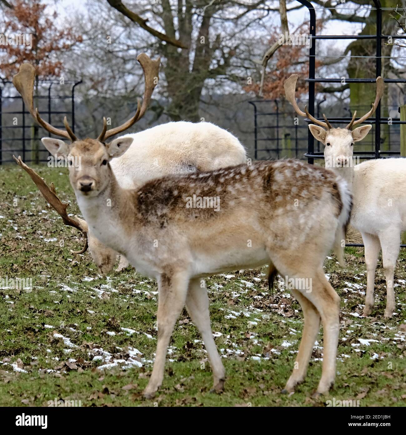 Fallow Deer Stags: Being watched! Alert Fallow deer keeping an eye out while feeding on cold snowy, winter's day. Bedfordshire deer park, England, UK Stock Photo